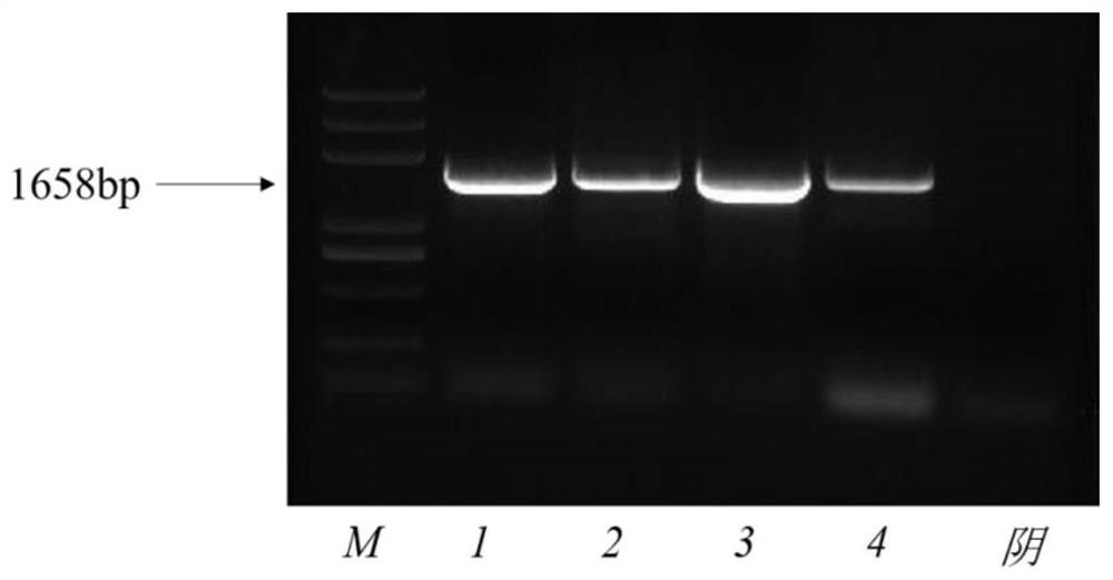 CrRNA primer pair for PPV detection, CRISPRCas12a system and application method