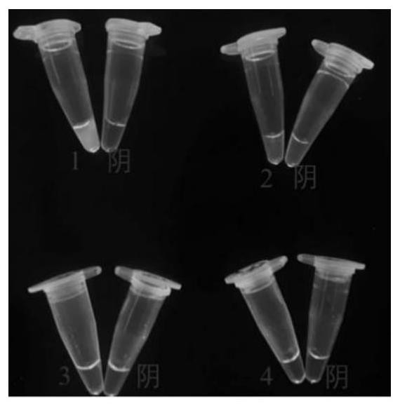 CrRNA primer pair for PPV detection, CRISPRCas12a system and application method