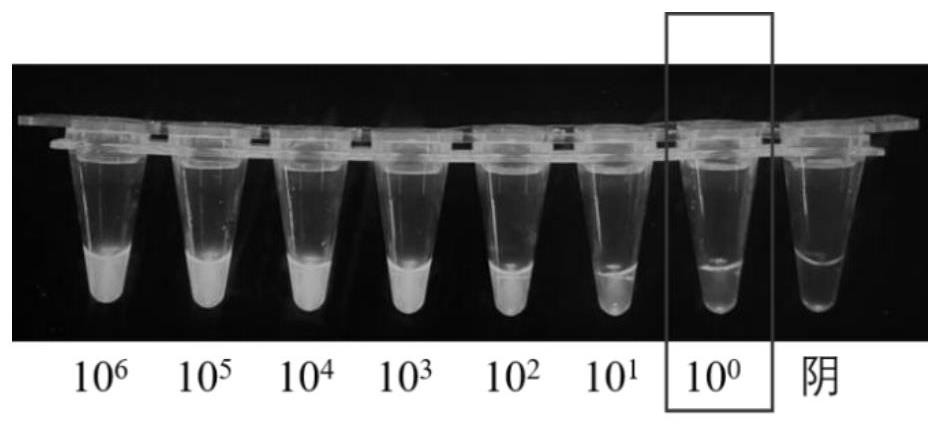 CrRNA primer pair for PPV detection, CRISPRCas12a system and application method