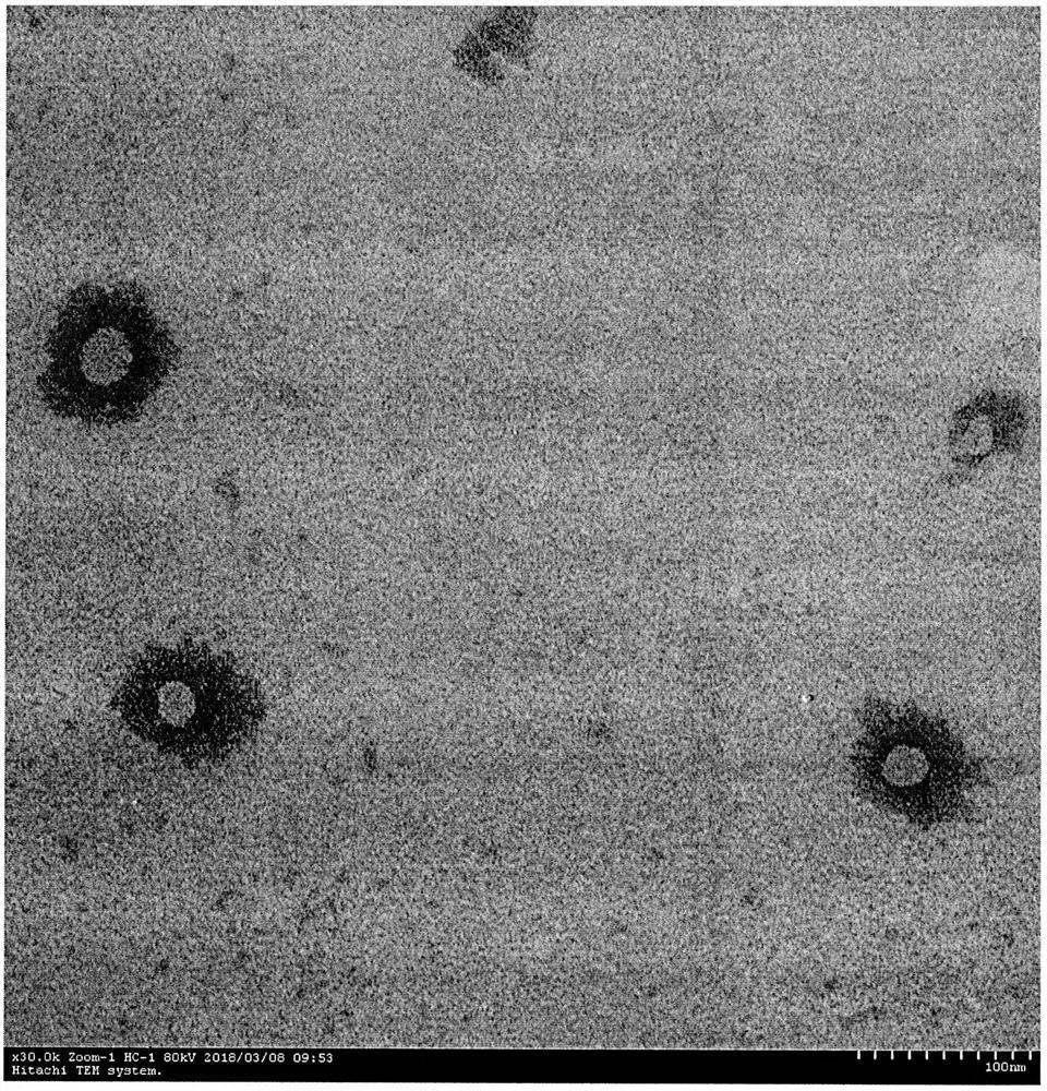 Paeonol oil-in-water nanoemulsion of bitter neroli oil and preparation method thereof