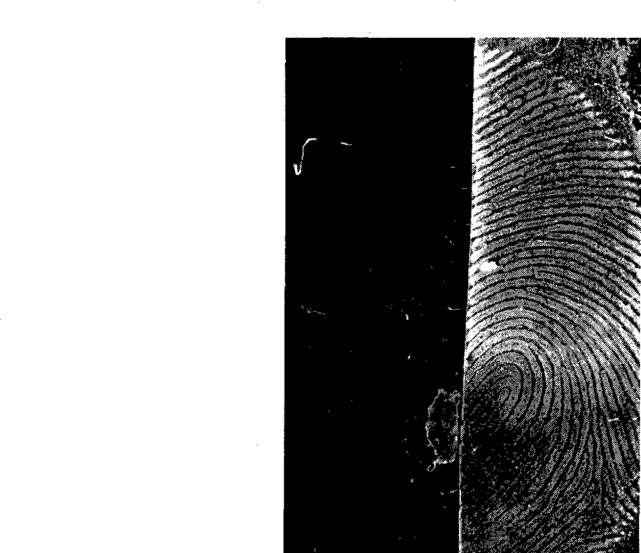 Preparation of fluorescer for visualizing latent fingermark on viscous surface of adhesive tape