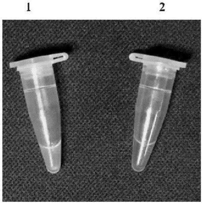 RT-LAMP (Reverse Transcription Loop-Mediated Isothermal Amplification) detection method, RT-LAMP primer group and kit for mulberry vein banding virus as well as application