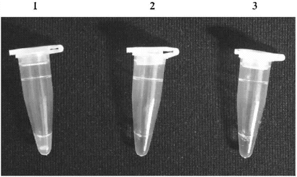 RT-LAMP (Reverse Transcription Loop-Mediated Isothermal Amplification) detection method, RT-LAMP primer group and kit for mulberry vein banding virus as well as application