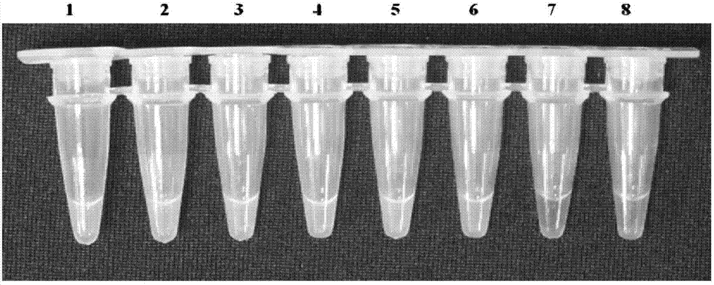 RT-LAMP (Reverse Transcription Loop-Mediated Isothermal Amplification) detection method, RT-LAMP primer group and kit for mulberry vein banding virus as well as application