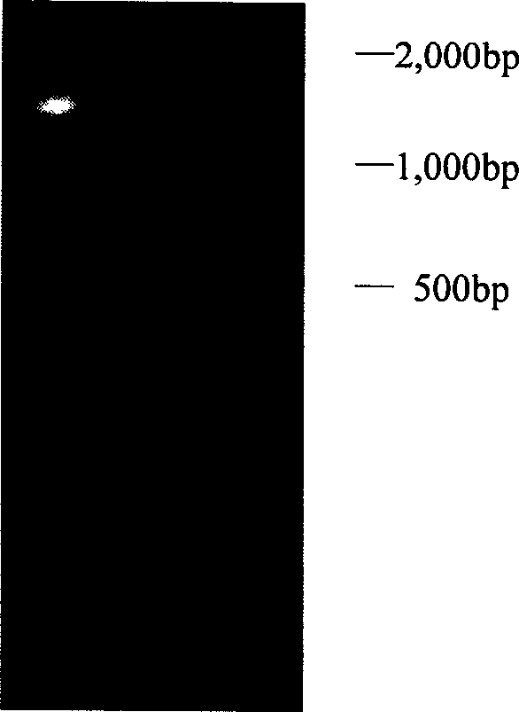 Exiguobacterium sp. MY02 strain pyrimidine nucleoside phosphorylase gene and its preparation method