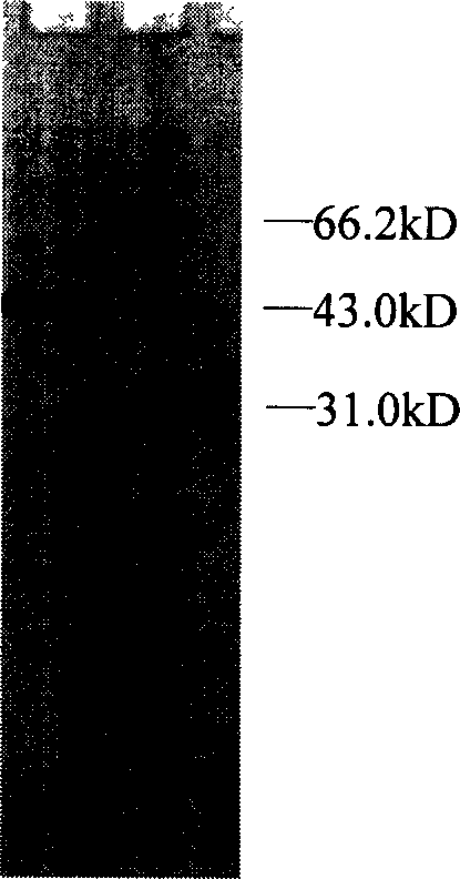 Exiguobacterium sp. MY02 strain pyrimidine nucleoside phosphorylase gene and its preparation method