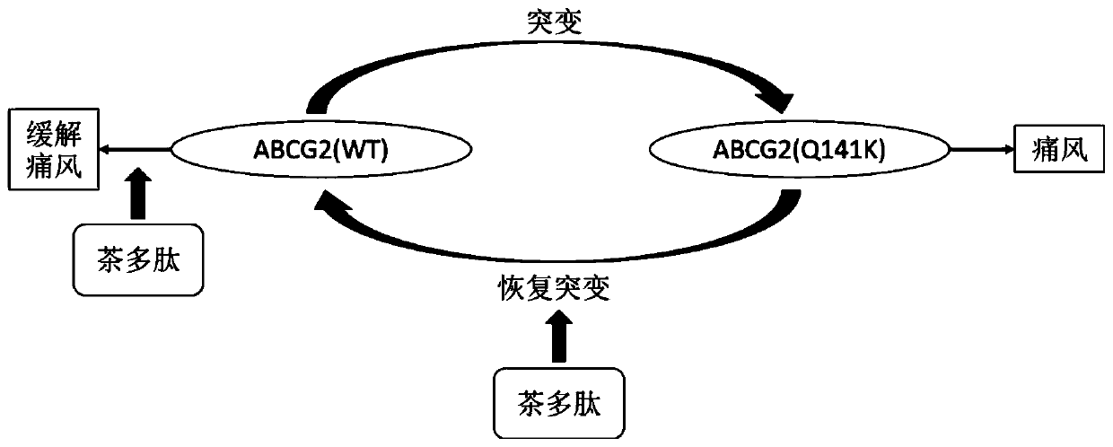 Application of tea polypeptides in the preparation of drugs to improve, alleviate or treat gout