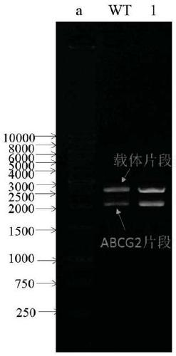 Application of tea polypeptides in the preparation of drugs to improve, alleviate or treat gout