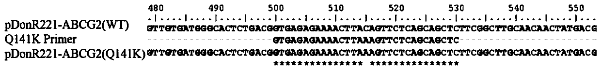 Application of tea polypeptides in the preparation of drugs to improve, alleviate or treat gout