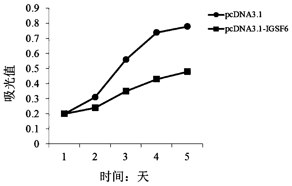 Application of igsf6 in preparation of products for diagnosis and treatment of multiple myeloma