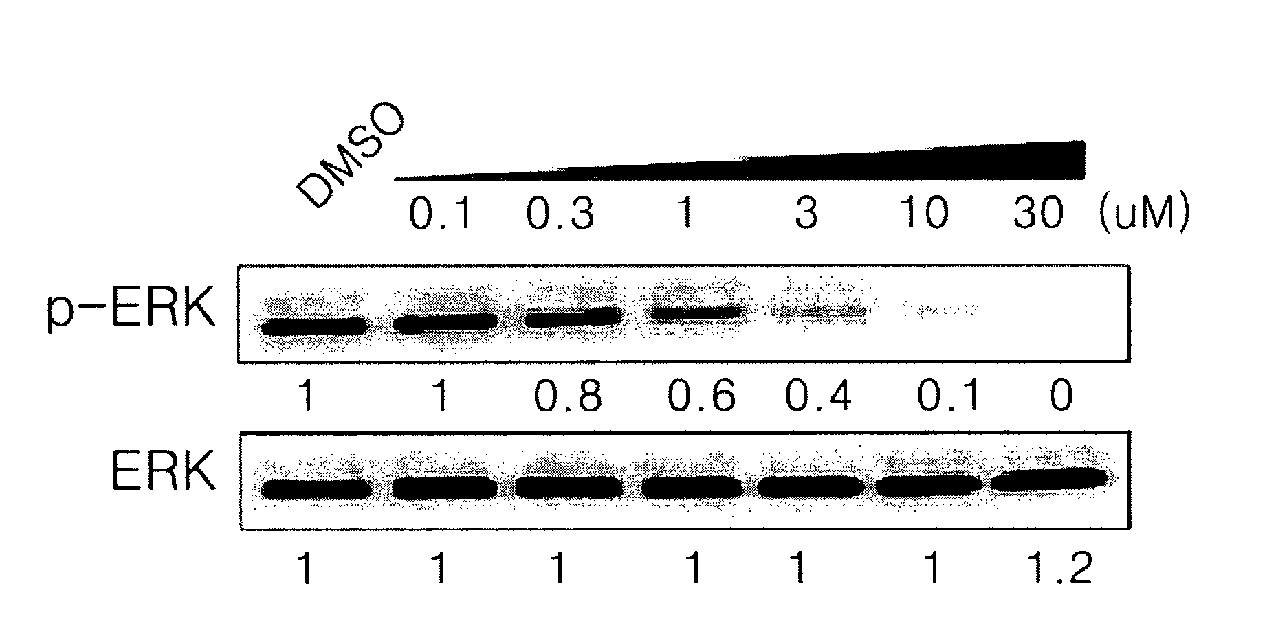 Indazole derivatives or pharmaceutically acceptable salts thereof as protein kinase inhibitors for proliferative diseases treatment, and a pharmaceutical composition containing the same as an active ingredient