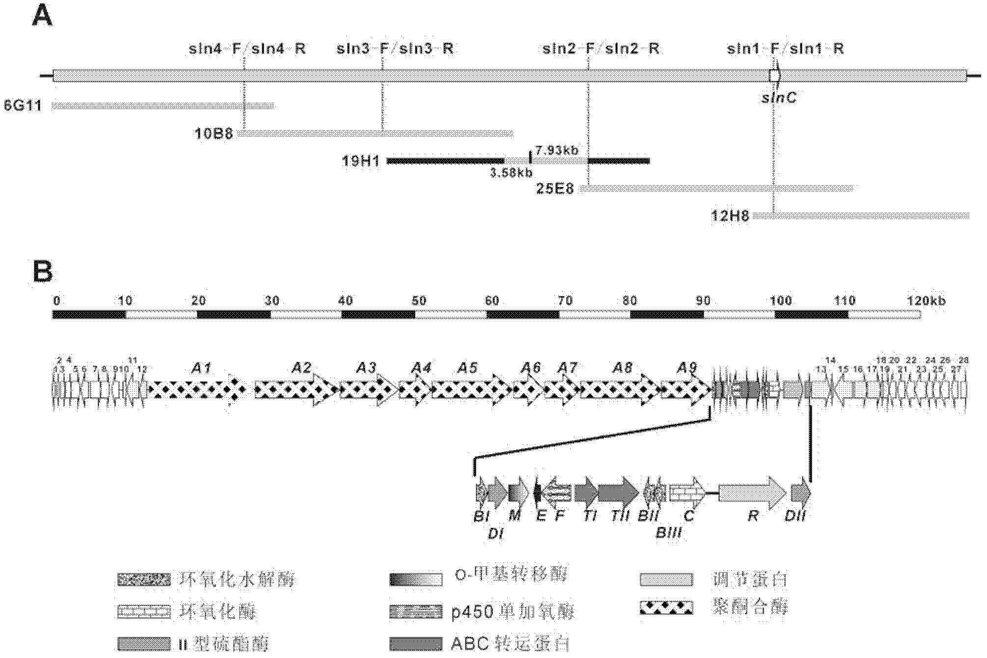 Biosynthetic gene cluster of salinomycin and application thereof