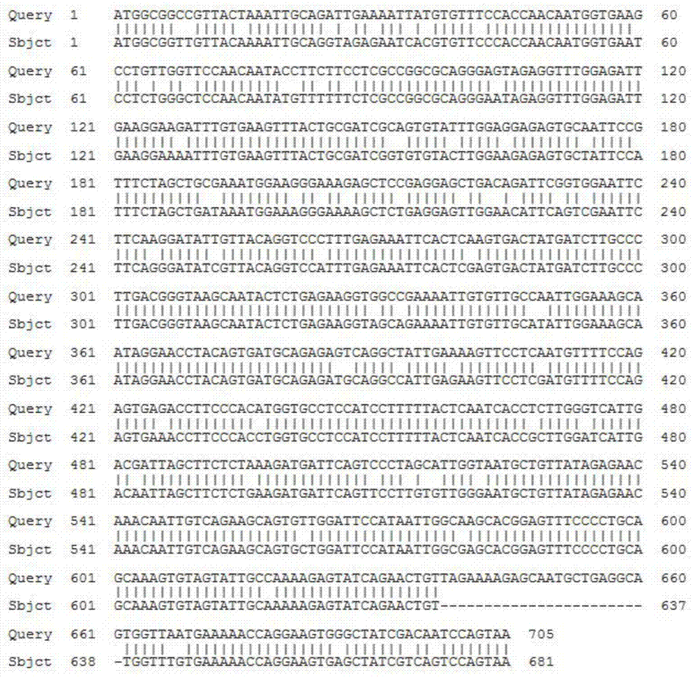 Eggplant chalcone isomerase smchi protein and its coding gene