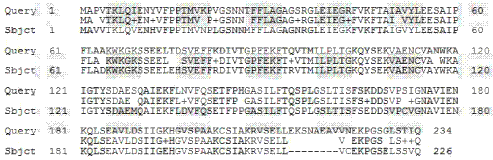 Eggplant chalcone isomerase smchi protein and its coding gene