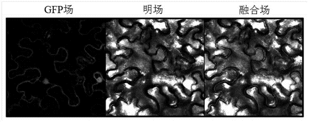 Eggplant chalcone isomerase smchi protein and its coding gene