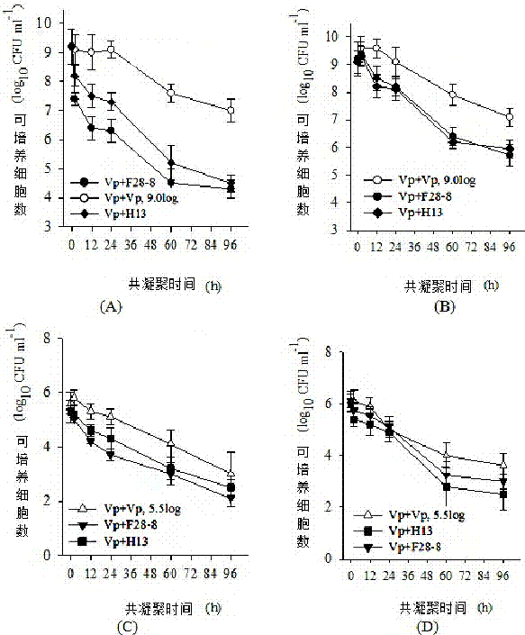 A highly cohesive Pediococcus pentosaceus strain and its application in purifying Vibrio parahaemolyticus in water