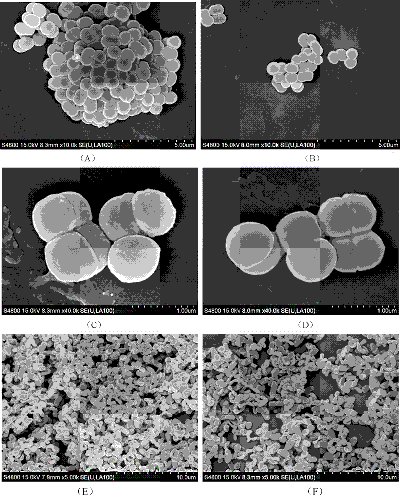 A highly cohesive Pediococcus pentosaceus strain and its application in purifying Vibrio parahaemolyticus in water