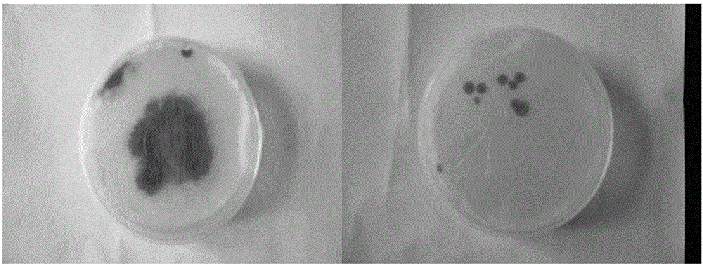 Method for inhibiting peanut aspergillus flavus pollution by perillaldehyde-sodium alginate composite coating