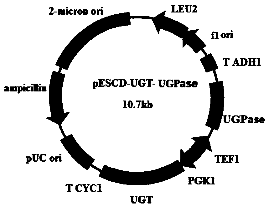 A kind of genetically engineered bacteria and its application in the preparation of rebaudioside A