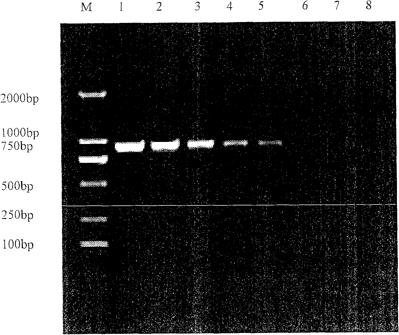 Detection primer for banana wilt germina number-four biological strain and method for detecting same