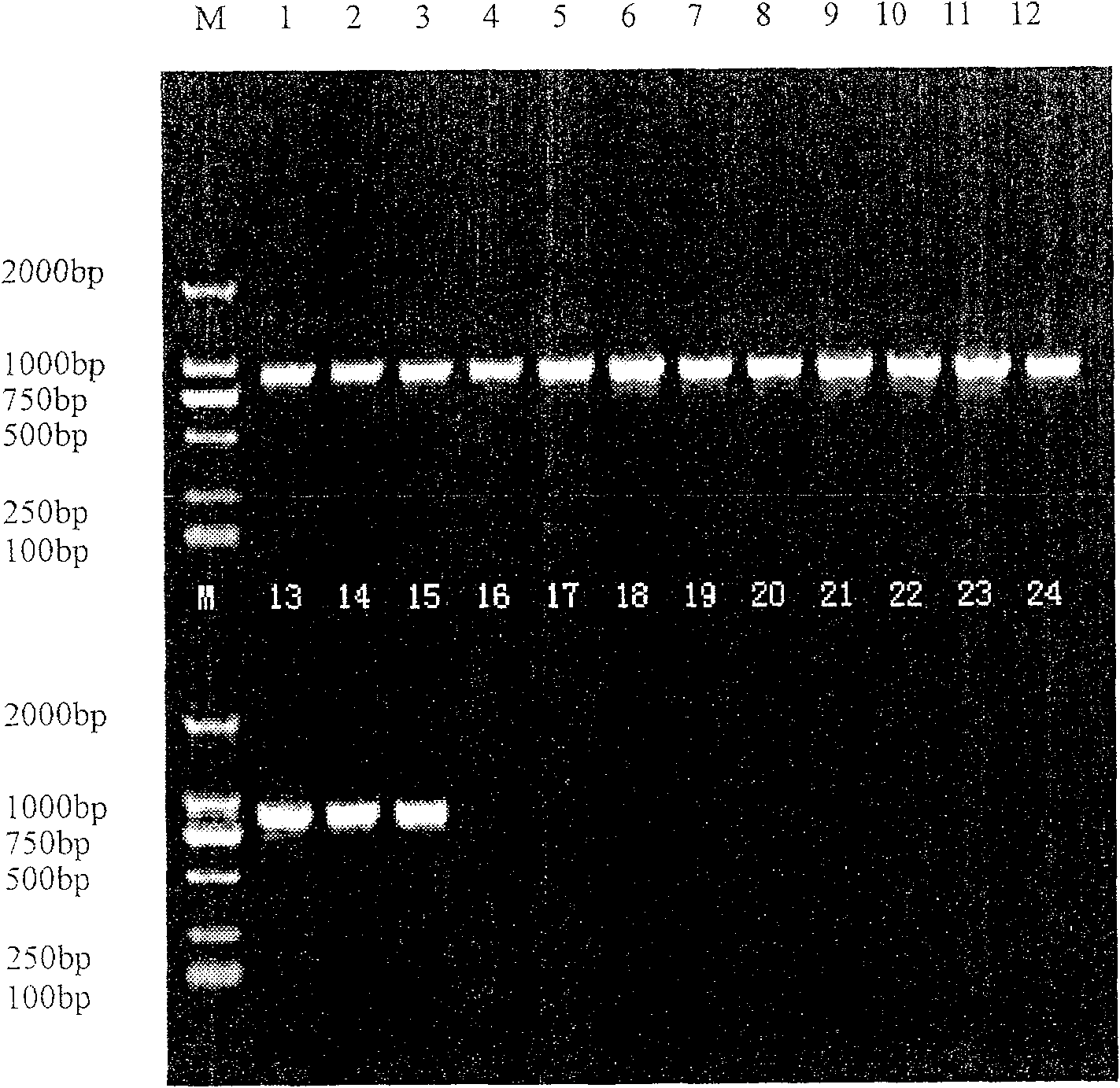 Detection primer for banana wilt germina number-four biological strain and method for detecting same