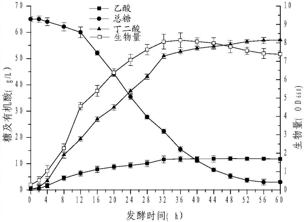 Method for producing succinic acid through fermentation by utilizing lemna minor