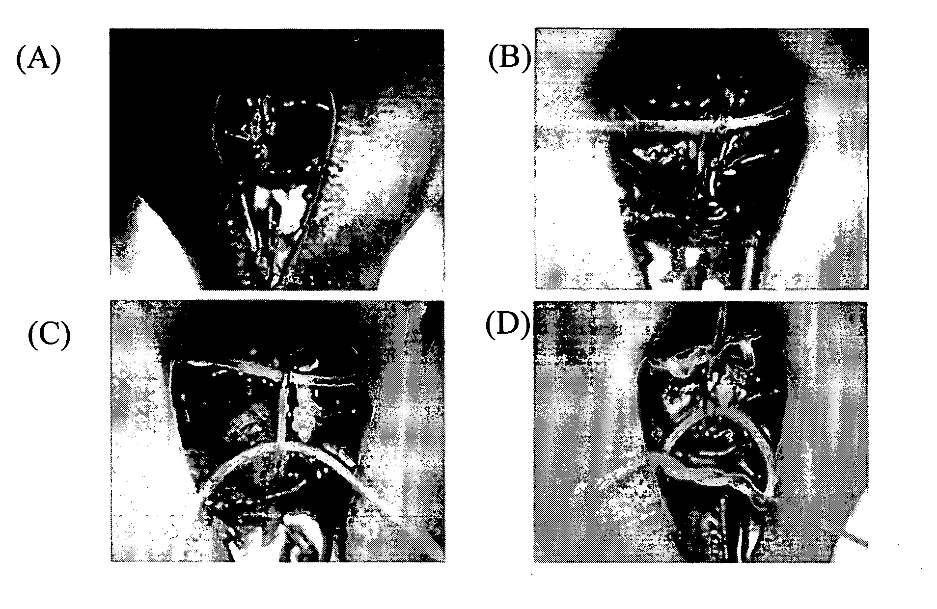 Method Of Producing Vascular Endothelial Cells From Primate Embryonic Stem Cells