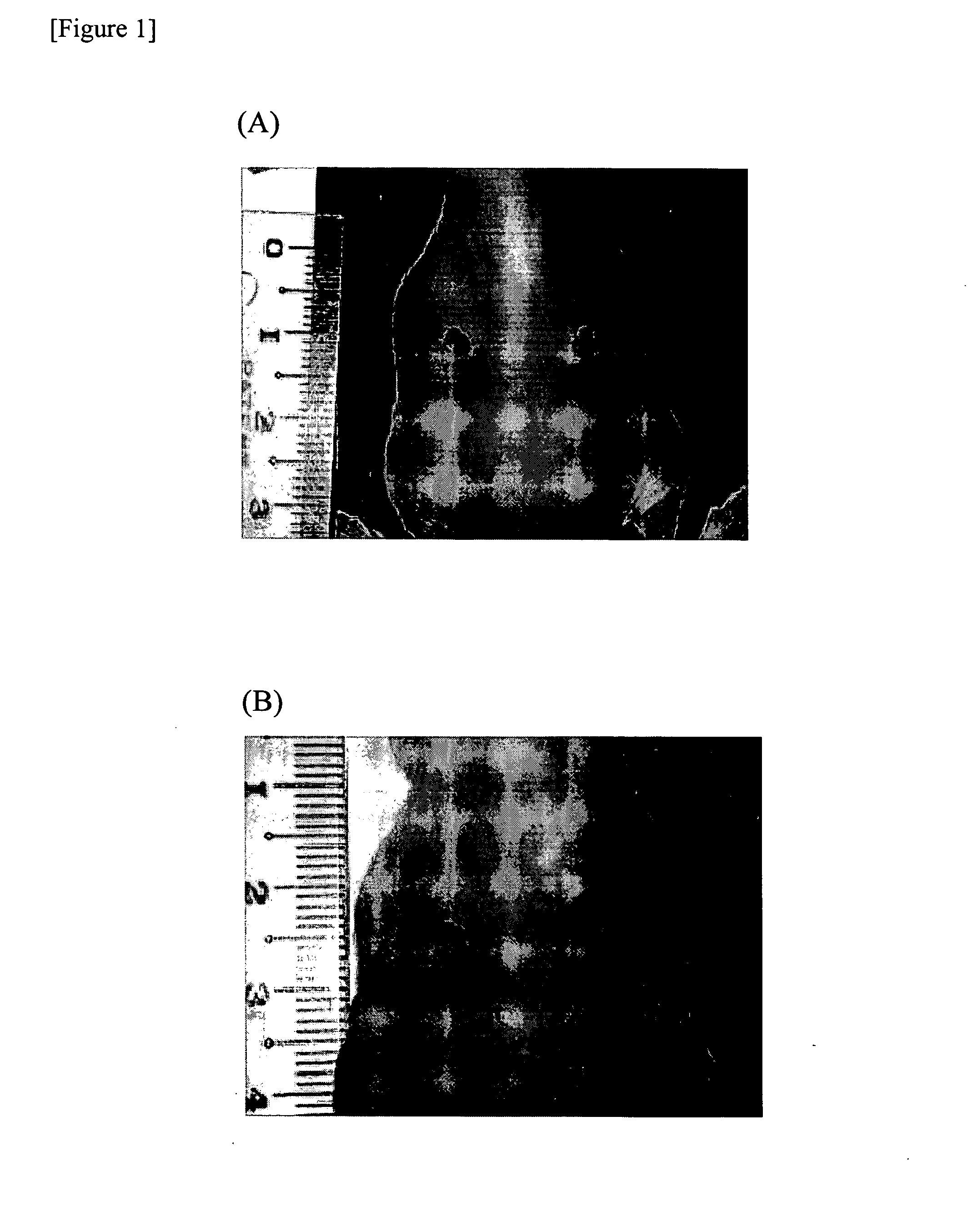 Method Of Producing Vascular Endothelial Cells From Primate Embryonic Stem Cells