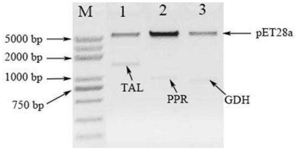 A method for enzymatically synthesizing Danshensu