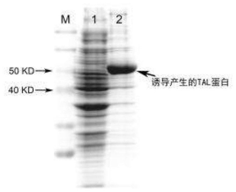 A method for enzymatically synthesizing Danshensu