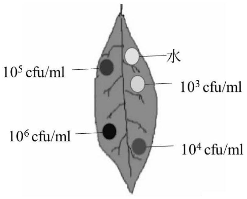 A rapid inoculation and identification method for citrus canker