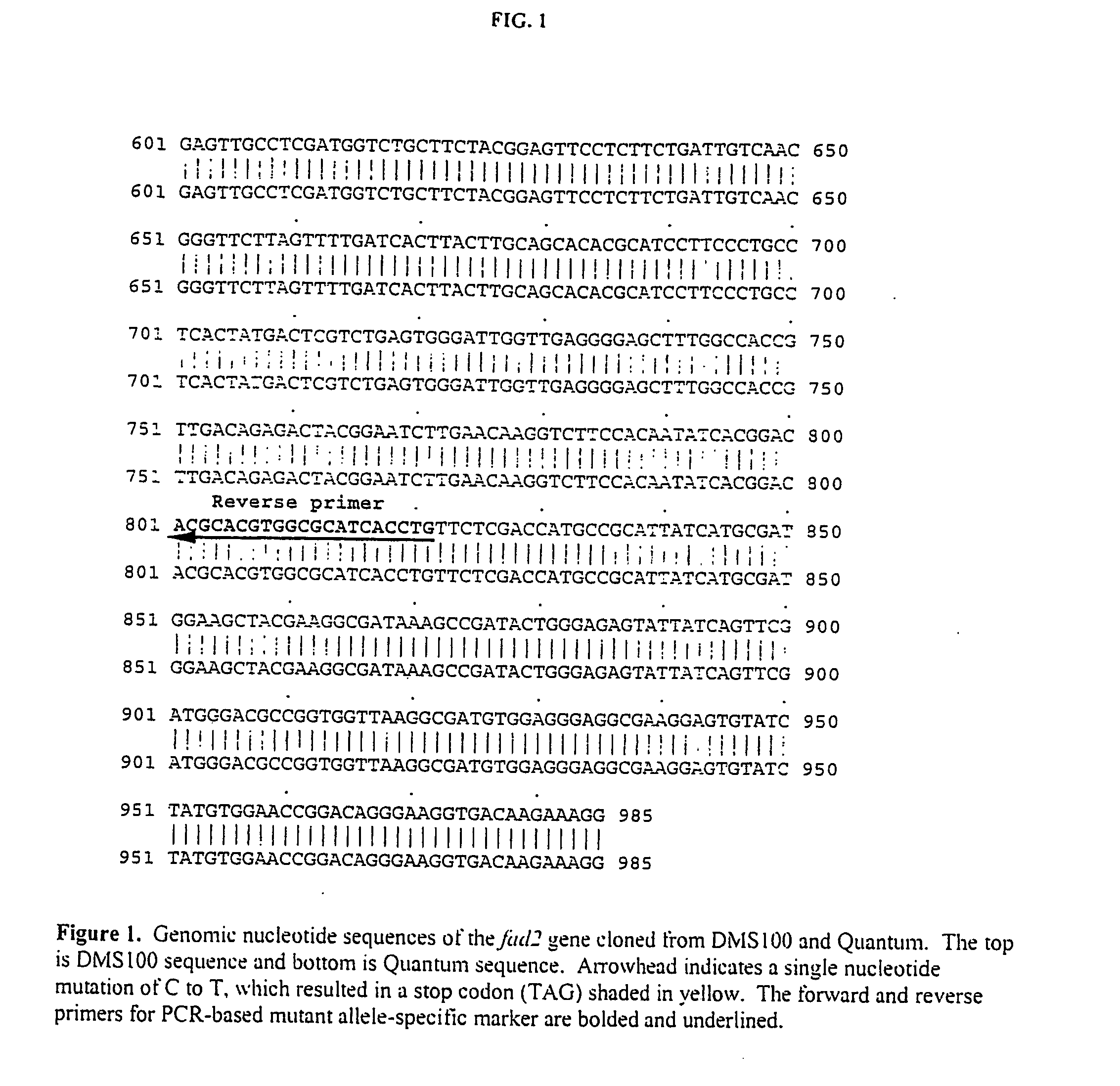 Altered fad2 and fad3 genes in brassica and the molecular marker-assisted detection thereof