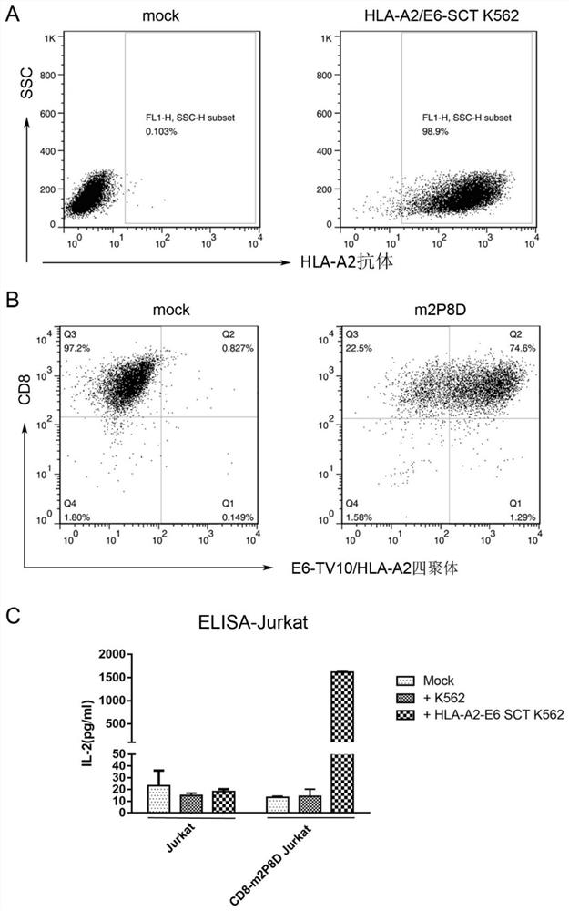 Human papillomavirus-specific t-cell receptor and its anti-tumor use