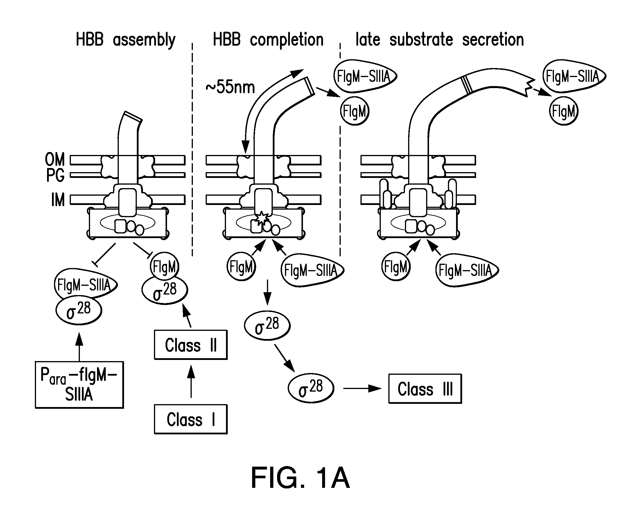 Compositions and methods for peptide expression and purification using a type iii secretion system