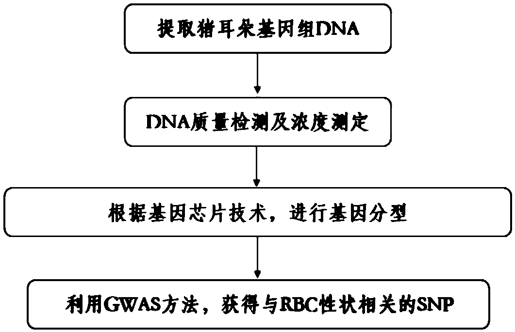 SNP (Single Nucleotide Polymorphism) molecular marker capable of influencing quantity of pig red blood cells