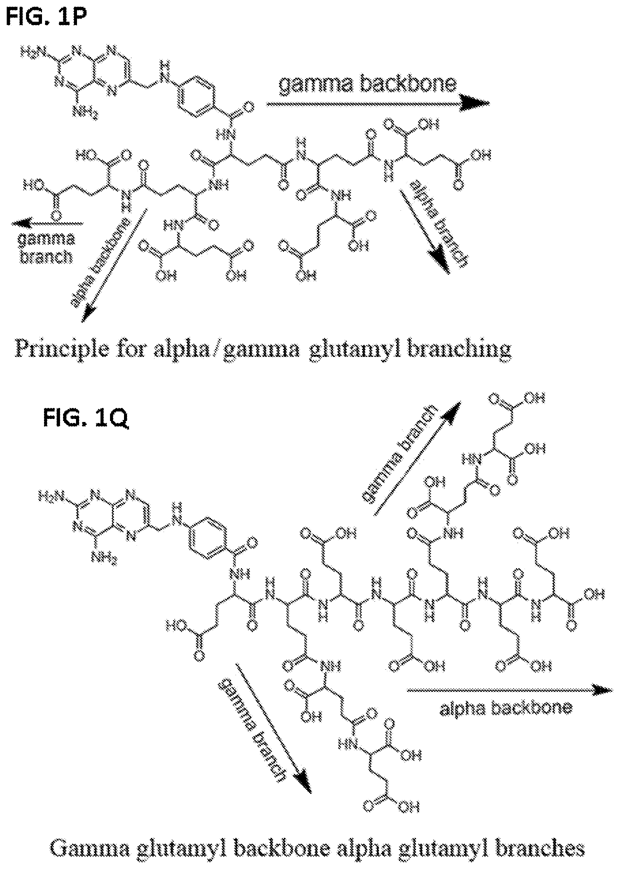 Alpha polyglutamated pralatrexate and uses thereof