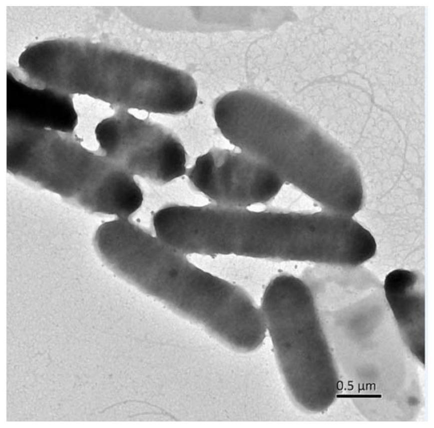 Bacterium and enzyme mixed preparation containing Stenotrophomonas pavanii and application of bacterium and enzyme mixed preparation