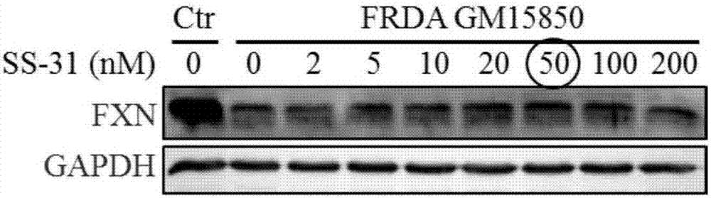 Application of compound SS-31 to prepare medicine for treating Friedreich's ataxia and related diseases