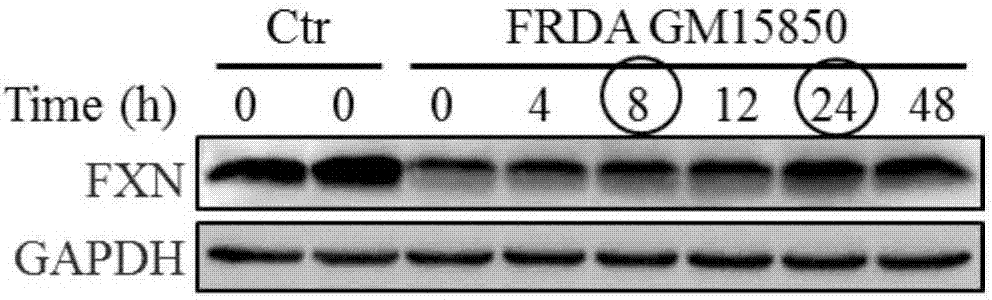 Application of compound SS-31 to prepare medicine for treating Friedreich's ataxia and related diseases