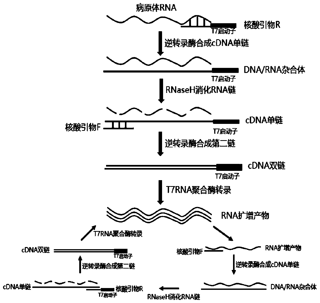 Kit for simultaneously detecting nucleic acids of seven respiratory pathogens and application thereof