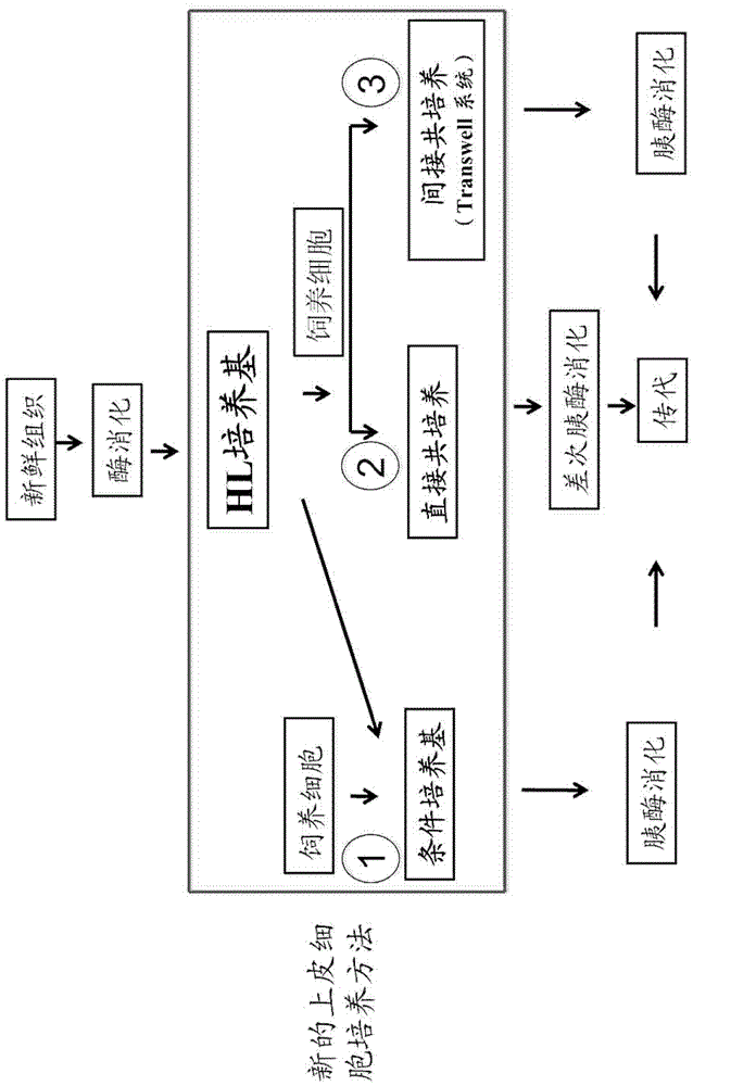 Culture medium, kit for cell culture, and cell culture method