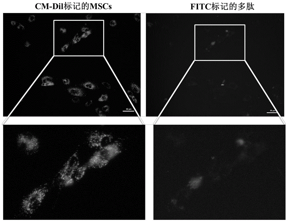 A kind of brain target stem cell and its preparation method and application