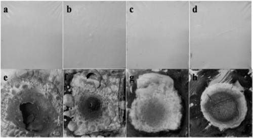 Novel inorganic intumescent steel structure fireproof coating and preparation method thereof