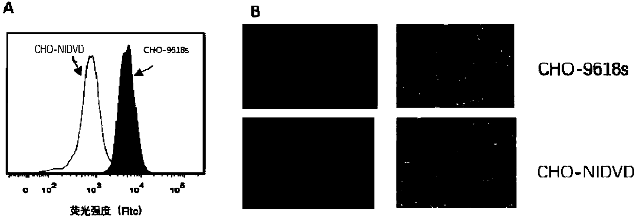 Modified Chinese hamster ovary (CHO) cells and application thereof