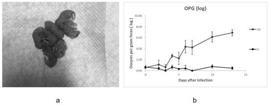 A method for multiplying homozygous mice with ifn-γ gene deficiency and its application