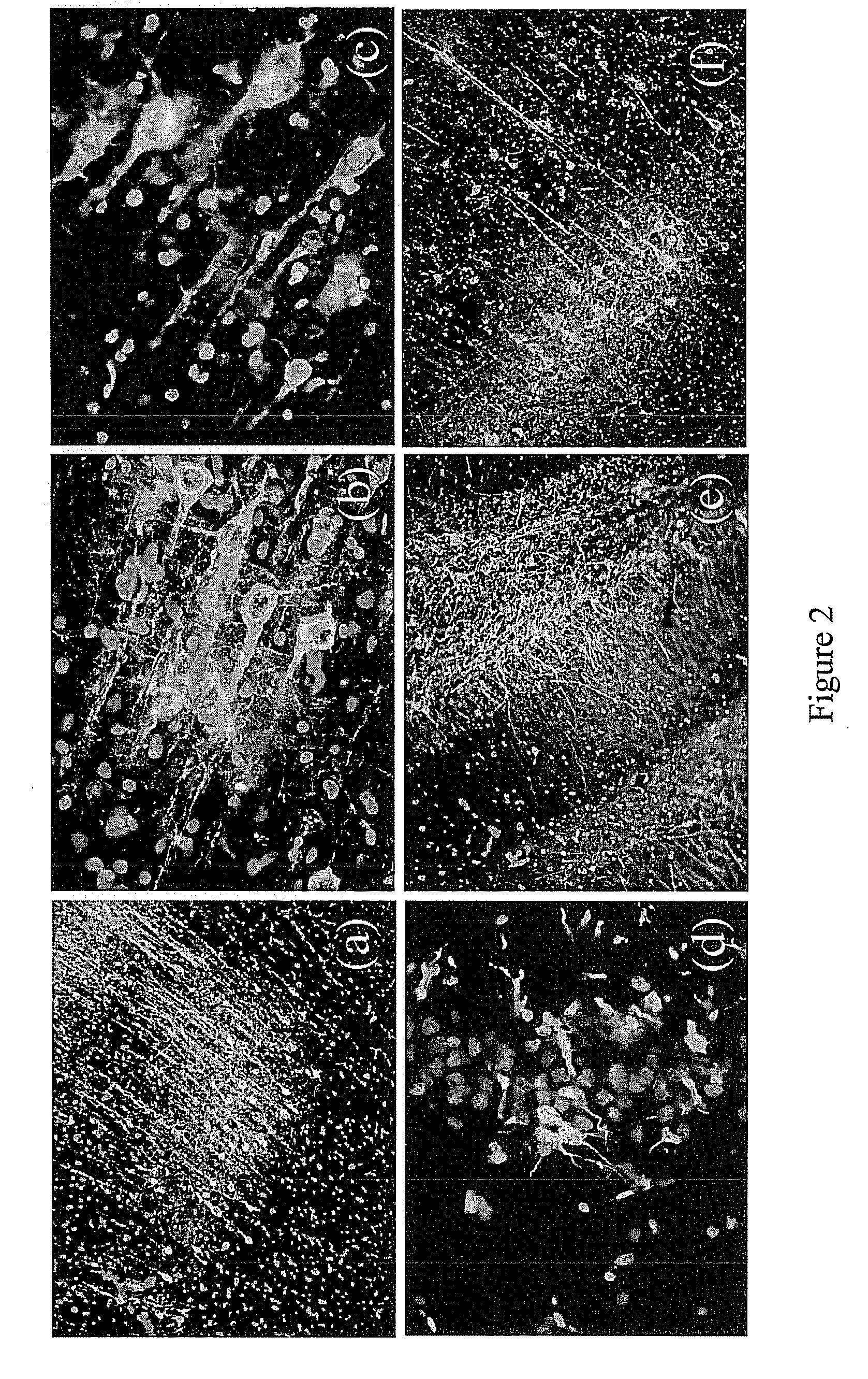 Use of Modified Pyrimidine Compounds to Promote Stem Cell Migration and Proliferation