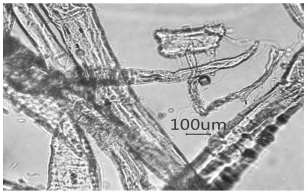 High-capacity Lyocell cellulose stock solution and continuous preparation process thereof