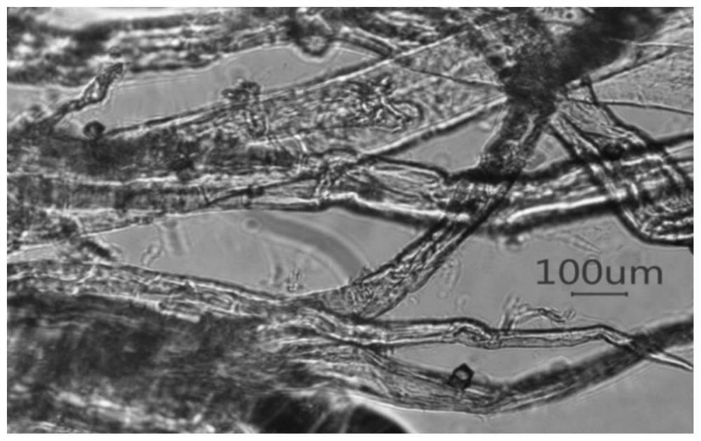 High-capacity Lyocell cellulose stock solution and continuous preparation process thereof