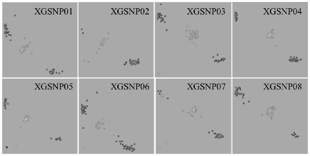 SNP loci and primer groups for identifying purity of tomato hybrids and application