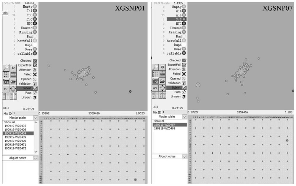 SNP loci and primer groups for identifying purity of tomato hybrids and application